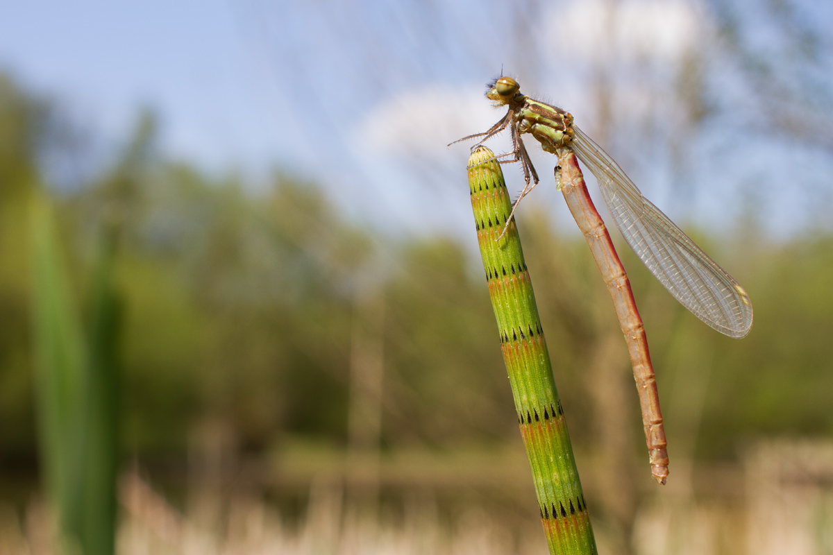 Large Red Damselfly wideangle 2